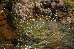 Eriocaulon tuberiferum